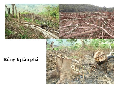Bài giảng Công nghệ Khối 7 - Bài 27: Chăm sóc rừng sau khi trồng (Bản đẹp)