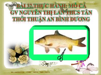 Bài giảng Sinh học Lớp 7 - Bài 32: Thực hành mổ cá - Nguyễn Thị Lan