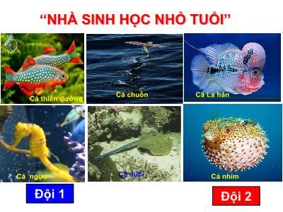 Bài giảng Sinh học Lớp 7 - Tiết 33, Bài 34: Đa dạng và đặc điểm chung của các lớp cá (Chuẩn kiến thức)