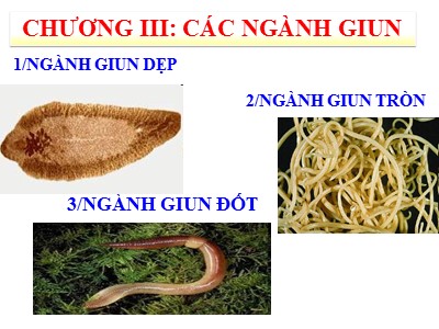 Bài giảng Sinh học Khối 7 - Chương 3: Các ngành giun - Bài 11: Sán lá gan