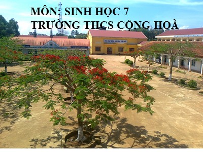 Bài giảng Sinh học Lớp 7 - Tiết 7, Bài 7: Đặc điểm chung và vai trò thực tiễn của vật nguyên sinh