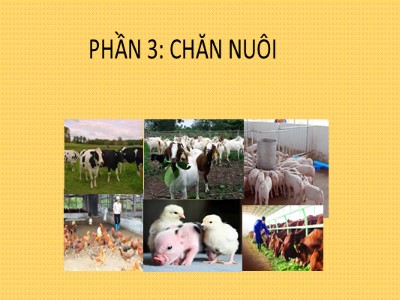 Bài giảng Công nghệ Lớp 7 - Tiết 26, Bài 30: Vai trò và nhiệm vụ phát triển chăn nuôi