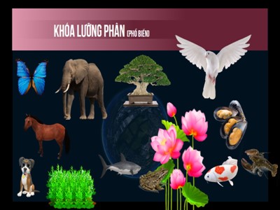 Bài giảng Khoa học tự nhiên Lớp 6 Sách Kết nối tri thức - Bài 26: Khóa lưỡng phân