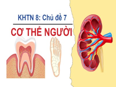 Bài giảng Khoa học tự nhiên Lớp 8 Sách Cánh diều - Bài 28: Hệ vận động ở người