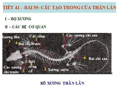 Bài giảng Sinh học Lớp 7 - Tiết 41, Bài 39: Cấu tạo trong của Thằn lằn