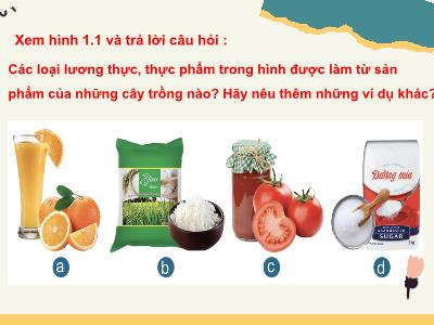 Bài giảng Công nghệ 7 - Bài 1: Giới thiệu chung về trồng trọt - Trường Tiểu học Xương Giang (Cánh diều)