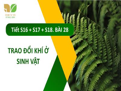 Bài giảng Khoa học tự nhiên 7 (Sinh học) Sách Kết nối tri thức - Bài 28: Trao đổi khí ở sinh vật - Nguyễn Thị Hồng Oanh