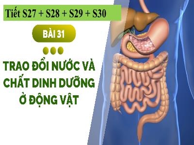 Bài giảng Khoa học tự nhiên 7 (Sinh học) Sách Kết nối tri thức - Bài 30: Trao đổi nước và chất dinh dưỡng ở động vật - Nguyễn Thị Hồng Oanh