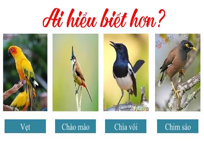 Bài giảng Ngữ văn 7 (Kết nối tri thức) - Văn bản: Bầy chim chìa vôi (Nguyễn Quang Thiều)
